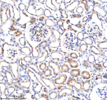 Immunohistochemical staining of P3H2 using anti-P3H2 antibody. P3H2 was detected in a paraffin-embedded section of mouse kidney tissue. Heat mediated antigen retrieval was performed in EDTA buffer (pH 8.0, epitope retrieval solution). The tissue section was blocked with 10% goat serum. The tissue section was then incubated with 2 ug/ml rabbit anti-P3H2 antibody overnight at 4oC. Peroxidase Conjugated Goat Anti-rabbit IgG was used as secondary antibody and incubated for 30 min at 37oC.