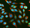 IF analysis of MSRA using anti-MSRA antibody (green) and anti-Beta Tubulin antibody (red). MSRA was detected in an immunocytochemical section of SIHA cells. Enzyme antigen retrieval was performed using IHC enzyme antigen retrieval reagent for 15 mins. The cells were blocked with 10% goat serum. And then incubated with 5 ug/ml rabbit anti-MSRA antibody and mouse anti-Beta Tubulin antibody overnight at 4oC.