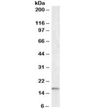 Western blot testing of human frontal cortex lysate with IBA1 antibody at 0.5ug/ml. Predicted molecular weight ~17kDa.