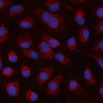 Immunofluorescent staining of FFPE human A549 cells with HSPA4L antibody (red) and DAPI nuclear stain (blue). HIER: steam section in pH6 citrate buffer for 20 min.
