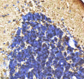 IHC staining of zebrafish Il-1 beta protein using Zebrafish Il-1 beta antibody, HRP-labeled secondary and DAB substrate. Il-1 beta was detected in a paraffin-embedded section of zebrafish cerebellum tissue. HIER: boil tissue sections in pH8 EDTA for 20 min and allow to cool before testing.