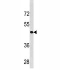 Cyclin B2 antibody western blot analysis in U251 lysate. Predicted molecular weight ~44 kDa