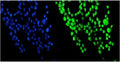 Immunofluorescent staining of FFPE human A431 cells with NUP214 antibody (green) and DAPI nuclear stain (blue). HIER: steam section in pH6 citrate buffer for 20 min.