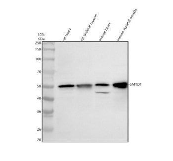 Western blot analysis of SMYD1 using anti-SMYD1 antibody. Electrophoresis was performed on a 10% SDS-PAGE gel at 80V (Stacking gel) / 120V (Resolving gel) for 2 hours. Lane 1: rat heart tissue lysates, Lane 2: rat skeletal muscle tissue lysates, Lane 3: mouse heart tissue lysates, Lane 4: mouse skeletal muscle tissue lysates. After electrophoresis, proteins were transferred to a nitrocellulose membrane at 150 mA for 50-90 min. Blocked the membrane with 5% non-fat milk/TBS for 1.5 hour at RT.