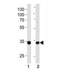 Western blot analysis of lysate from (1) MCF-7 and (2) NCI-H460 cell line using TAZ antibody at 1:1000. Expected/observed molecular weight ~33kDa