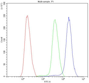 Flow cytometry testing of human SiHa cells with ATF1 antibody at 1ug/million cells (blocked with goat sera); Red=cells alone, Green=isotype control, Blue= ATF1 antibody.