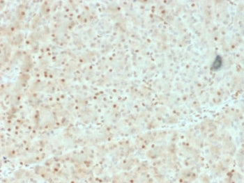 IHC testing of FFPE human pancreas with AKT1 antibody (clone AKT1/2552). HIER: boil tissue sections in pH6, 10mM citrate buffer, for 10-20 min followed by cooling at RT for 20 min.