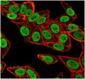Immunofluorescent staining of PFA-fixed human HeLa cells using Chk2 antibody (green, clone PCRP-CHEK2-1A4) and phalloidin (red).