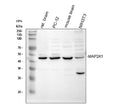 Western blot analysis of MAP2K1 using anti-MAP2K1 antibody. Electrophoresis was performed on a 10% SDS-PAGE gel at 80V (Stacking gel) / 120V (Resolving gel) for 2 hours. Lane 1: rat brain tissue lysates, Lane 2: rat PC-12 whole cell lysates, Lane 3: mouse brain tissue lysates, Lane 4: mouse NH/3T3 whole cell lysates. After electrophoresis, proteins were transferred to a nitrocellulose membrane at 150 mA for 50-90 min. Blocked the membrane with 5% non-fat milk/TBS for 1.5 hour at RT.