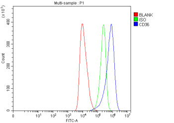 Flow Cytometry analysis of human HEL cells using anti-CD36 antibody. Overlay histogram showing HEL cells stained with (Blue line). The cells were blocked with 10% normal goat serum. And then incubated with rabbit anti-CD36 antibody (1 ug/million cells) for 30 min at 20oC. DyLight 488 conjugated goat anti-rabbit IgG (5-10 ug/million cells) was used as secondary antibody for 30 minutes at 20oC. Isotype control antibody (Green line) was rabbit IgG (1 ug/million cells) used under the same conditions. Unlabelled