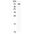 Western blot testing of 1ng of recombinant human protein with CRLF2 antibody at 0.5ug/ml. Expected molecular weight: 42-50 kDa, observed here at 65-75 kDa.