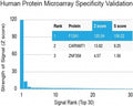 Protein array validation of the Factor XIIIa antibody: Analysis of HuProt(TM) microarray containing more than 19,000 full-length human proteins using Factor XIIIa antibody (clone F13A1/1448). These results demonstrate the foremost specificity of the F13A1/1448 mAb.<BR>Z- and S- score: The Z-score represents the strength of a signal that an antibody (in combination with a fluorescently-tagged anti-IgG secondary Ab) produces when binding to a particular protein on the HuProt(TM) array. Z-scores are described