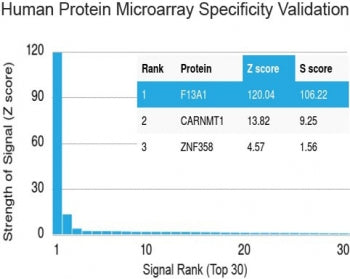 Protein array validation of the Factor XIIIa antibody: Analysis of HuProt(TM) microarray containing more than 19,000 full-length human proteins using Factor XIIIa antibody (clone F13A1/1448). These results demonstrate the foremost specificity of the F13A1/1448 mAb.<BR>Z- and S- score: The Z-score represents the strength of a signal that an antibody (in combination with a fluorescently-tagged anti-IgG secondary Ab) produces when binding to a particular protein on the HuProt(TM) array. Z-scores are described
