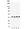 Western blot testing of Prohibitin 2 antibody and Lane 1: human PANC; 2: (h) COLO320; 3: (h) U87; 4: mouse HEPA lysate. Predicted/observed molecular weight: ~33kDa.
