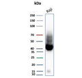 Western blot testing of human Raji tissue lysate with ADPRC1 antibody (clone CD38/9333). Expected molecular weight: 34-46 kDa depending on glycosylation level.