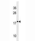 RPS17L antibody western blot analysis in NCI-H292 lysate.