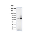 Western blot testing of human 1) spleen and 2) Raji cell lysate using CD38 antibody (clone CD384328). Expected molecular weight: 34-46 kDa depending on glycosylation level.