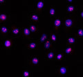 Immunofluorescent staining of RSL24D1 using anti-RSL24D1 antibody (red). RSL24D1 was detected in an immunocytochemical section of cells. Enzyme antigen retrieval was performed using IHC enzyme antigen retrieval reagent for 15 mins. The cells were blocked with 10% goat serum. And then incubated with 5 ug/ml rabbit anti-RSL24D1 antibody overnight at 4oC. Cy3 Conjugated Goat Anti-Rabbit IgG was used as secondary antibody at 1:500 dilution and incubated for 30 min at 37oC.