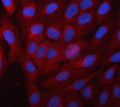 Immunofluorescent staining of FFPE human PC-3 cells with Alpha Taxilin antibody (red) and DAPI nuclear stain (blue). HIER: steam section in pH6 citrate buffer for 20 min.