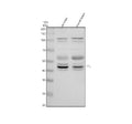 Western blot analysis of TTL using anti-TTL antibody. Electrophoresis was performed on a 10% SDS-PAGE gel at 80V (Stacking gel) / 120V (Resolving gel) for 2 hours. Lane 1: rat brain tissue lysates, Lane 2: mouse brain tissue lysates. After electrophoresis, proteins were transferred to a nitrocellulose membrane at 150 mA for 50-90 min. Blocked the membrane with 5% non-fat milk/TBS for 1.5 hour at RT.