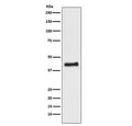 Western blot testing of human HEK293 cell lysate with NR2F1 antibody. Predicted molecular weight ~46 kDa.