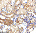 IHC staining of zebrafish Neuropeptide Y protein using Zebrafish Neuropeptide Y antibody, HRP-labeled secondary and DAB substrate. Neuropeptide Y was detected in a paraffin-embedded section of zebrafish kidney tissue. HIER: boil tissue sections in pH8 EDTA for 20 min and allow to cool before testing.