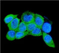 Immunofluorescent staining of FFPE human A431 cells with IRAK2 antibody (green) and DAPI nuclear stain (blue). HIER: steam section in pH6 citrate buffer for 20 min.