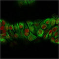 Immunofluorescent staining of MeOH-fixed human MCF7 cells with recombinant Basic Cytokeratin antibody (green, clone KRT18/834) and Reddot nuclear stain (red).