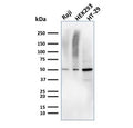 Western blot testing of human Raji, HEK293, and HT-29 cell lysate with MMP3 antibody. Predicted molecular weight ~54 kDa.
