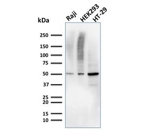 Western blot testing of human Raji, HEK293, and HT-29 cell lysate with MMP3 antibody. Predicted molecular weight ~54 kDa.