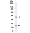 Western blot testing of rat brain lysate with Ramp1 antibody at 0.3ug/ml. Routinely observed at ~18kDa and 40kDa.