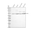 Western blot analysis of SLFN12 using anti-SLFN12 antibody. Electrophoresis was performed on a 10% SDS-PAGE gel at 80V (Stacking gel) / 120V (Resolving gel) for 2 hours. Lane 1: rat spleen tissue lysates, Lane 2: rat lung tissue lysates, Lane 3: mouse spleen tissue lysates, Lane 4: mouse lung tissue lysates. After electrophoresis, proteins were transferred to a nitrocellulose membrane at 150 mA for 50-90 min. Blocked the membrane with 5% non-fat milk/TBS for 1.5 hour at RT.