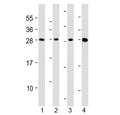 Western blot testing of human 1) HepG2, 2) U266B1, 3) HEK293 and 4) testis lysate with CLEC1B antibody at 1:2000. Predicted molecular weight ~27 kDa.