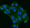 Immunofluorescent staining of FFPE human HeLa cells with GRP75 antibody (green) and DAPI nuclear stain (blue). HIER: steam section in pH6 citrate buffer for 20 min.