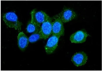 Immunofluorescent staining of FFPE human U-2 OS cells with L Plastin antibody (green) and DAPI nuclear stain (blue). HIER: steam section in pH6 citrate buffer for 20 min.
