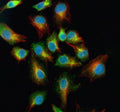 Immunofluorescent staining of NPY2R using anti-NPY2R antibody (green) and anti-Beta Tubulin antibody (red). NPY2R was detected in an immunocytochemical section of cells. Enzyme antigen retrieval was performed using IHC enzyme antigen retrieval reagent for 15 mins. The cells were blocked with 10% goat serum. And then incubated with 5 ug/ml rabbit anti-NPY2R antibody and mouse anti-Beta Tubulin antibody overnight at 4oC.