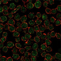 Immunofluorescent staining of PFA-fixed human K562 cells using RXRB antibody (green, clone PCRP-RXRB-2B6) and phalloidin (red).