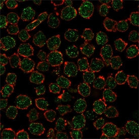 Immunofluorescent staining of PFA-fixed human K562 cells using RXRB antibody (green, clone PCRP-RXRB-2B6) and phalloidin (red).