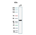 Western blot analysis of Human Brain, Mouse Brain, Rat Brain, Hamster Brain, Guinea pig Brain, Human Stomach, Mouse Stomach, Rat Stomach, Hamster Stomach and Guinea pig Stomach tissue lysates using recombinant CKBB antibody (clone rCKBB/8842). Predicted molecular weight ~43 kDa.