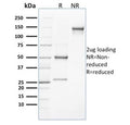 SDS-PAGE analysis of purified, BSA-free CLEC9A antibody (clone 8F9) as confirmation of integrity and purity.