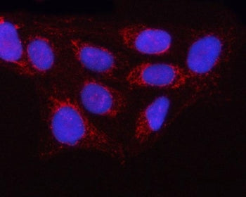 Immunofluorescent staining of FFPE human U-2 OS cells with OLA1 antibody (red) and DAPI nuclear stain (blue). HIER: steam section in pH6 citrate buffer for 20 min.