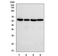 Western blot testing of human 1) HeLa, 2) Jurkat, 3) Raji and 4) HepG2 cell lysate with IRF3 antibody. Predicted molecular weight ~47 kDa.