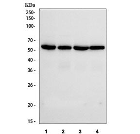 Western blot testing of human 1) HeLa, 2) Jurkat, 3) Raji and 4) HepG2 cell lysate with IRF3 antibody. Predicted molecular weight ~47 kDa.