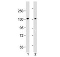 Western blot testing of MYPT1 antibody at 1:4000: Lane 1) mouse C2C12 and 2) mouse NIH3T3 cell lysate. Predicted molecular weight: 110~130 kDa.