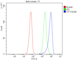 Flow Cytometry analysis of SiHa cells using anti-CIT antibody. Overlay histogram showing SiHa cells stained with (Blue line). To facilitate intracellular staining, cells were fixed with 4% paraformaldehyde and permeabilized with permeabilization buffer. The cells were blocked with 10% normal goat serum. And then incubated with rabbit anti-CIT antibody (1 ug/million cells) for 30 min at 20oC.