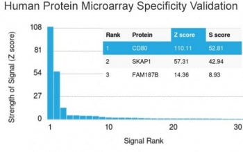 Analysis of HuProt(TM) microarray containing more than 19,000 full-length human proteins using BRCA-1 antibody (clone BRCA1/2973). These results demonstrate the foremost specificity of the BRCA1/2973 mAb. Z- and S- Score: The Z-score represents the strength of a signal that a monoclonal antibody (clone MAb) (in combination with a fluorescently-tagged anti-IgG secondary antibody) produces when binding to a particular protein on the HuProt(TM) array.