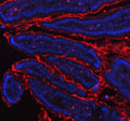 Immunofluorescent staining of MEP1B using anti-MEP1B antibody (red). MEP1B was detected in paraffin-embedded section of mouse colon tissue. Heat mediated antigen retrieval was performed in EDTA buffer (pH 8.0, epitope retrieval solution). The tissue section was blocked with 10% goat serum. The tissue section was then incubated with 5ug/ml rabbit anti-MEP1B antibody overnight at 4oC. Dylight 550 Conjugated Goat Anti-Rabbit IgG was used as secondary antibody at 1:500 dilution and incubated for 30 min at 37oC.