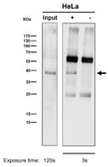 Immunoprecipitation analysis using the CRKL antibody at 1:50 dilution. Western blot at 1:1000 dilution. The expected molecular weight of CRKL is 34-39 kDa.