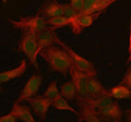 Immunofluorescent staining of FFPE human A549 cells with SFRS3 antibody (green) and Beta Tubulin mAb (red). HIER: steam section in pH6 citrate buffer for 20 min.