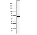Western blot testing of human HepG2 cell lysate using recombinant CK19 antibody (clone rKRT19/800). Predicted molecular weight ~43 kDa.